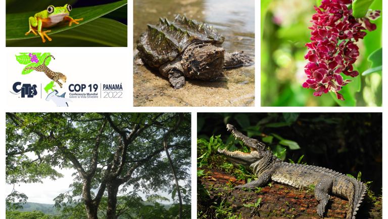 Collage of species for consideration at CoP19