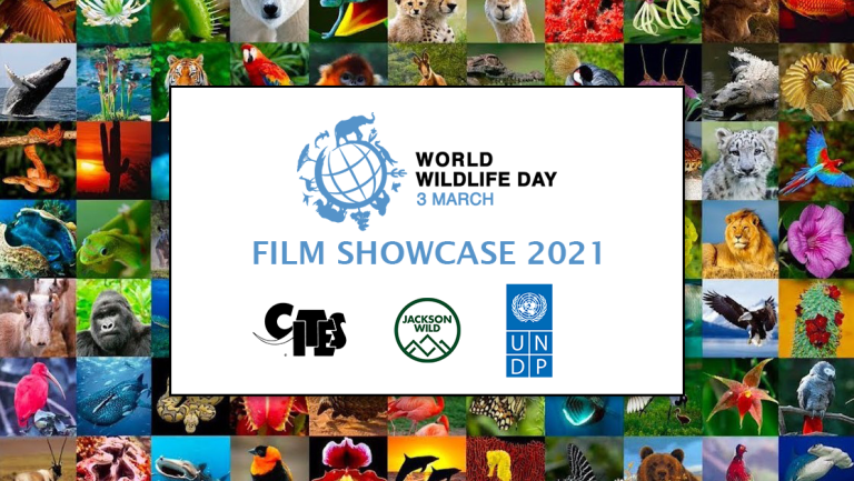 Call for entry now open for WWD 2021 Film Showcase