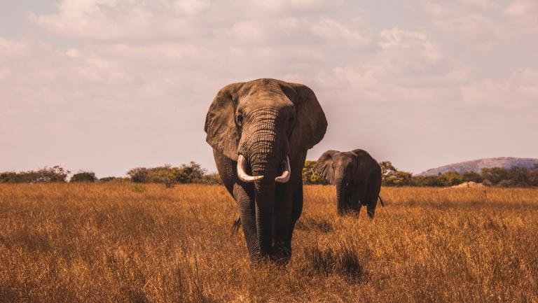 Elephant visual for MIKE report 2020
