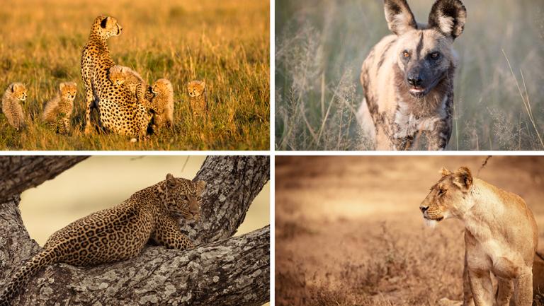 Cheetah © Jim Zuckerman; African Wild Dog © John Birch; Leopard and Lion © Jacques-Andre Dupont