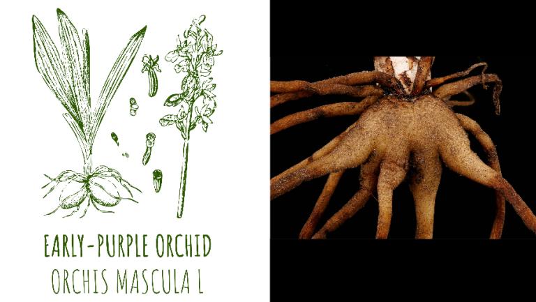 Balancing Tradition, Commerce, and Conservation with Edible Orchids