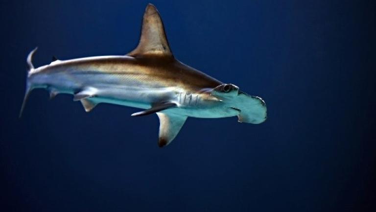 Shark fisheries FAO CITES Sourcebook