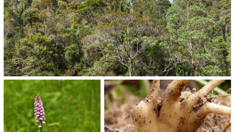 forest_orchid_tuber collage thumbnail