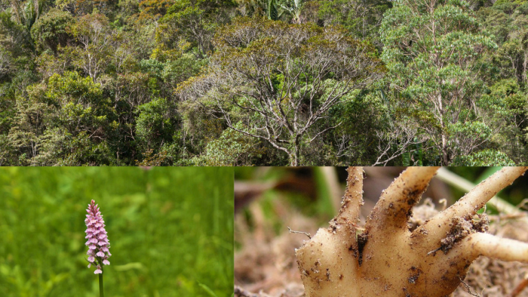 forest_orchid_tuber collage thumbnail