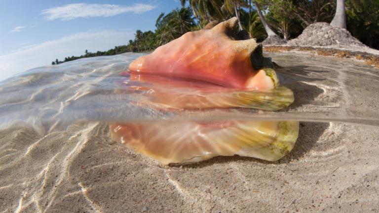 Queen Conch in Caribbean Sea