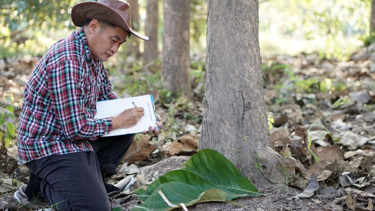 Botanist studying tree