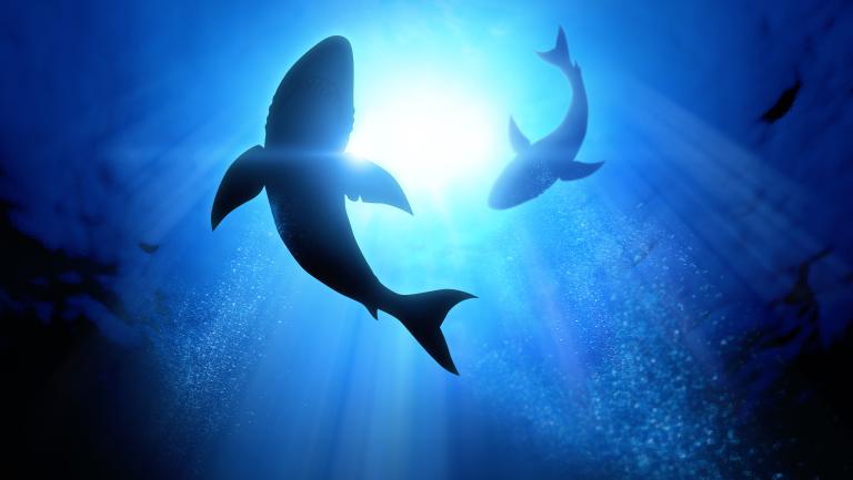 Great White Sharks seen from below