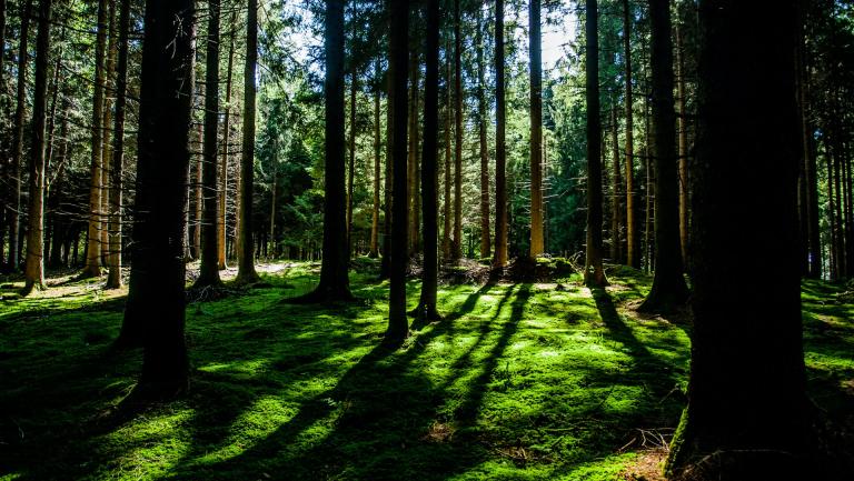CPF forest cover picture
