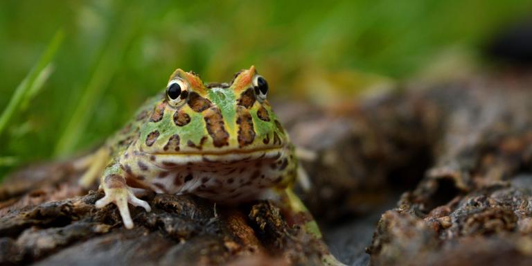 Ornate horned frog (green-yellow body with brown spots) facing viewer sitting on brown wooden surface, green grassy background