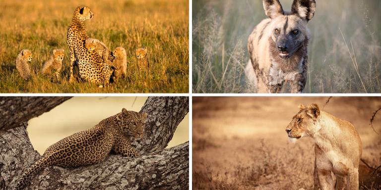 Cheetah © Jim Zuckerman; African Wild Dog © John Birch; Leopard and Lion © Jacques-Andre Dupont