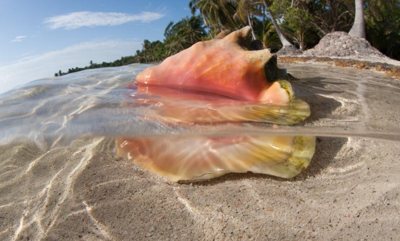 Queen Conch in Caribbean Sea